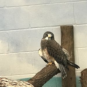 Swainson’s Hawk (Buteo swainsoni)