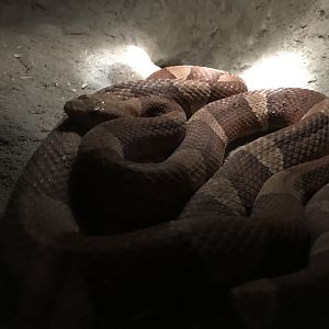 Copperhead (Agkistrodon contortrix)