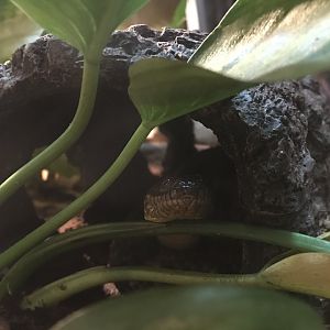 Imposter - Diamondback Water Snake (Nerodia rhombifer)