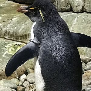 Southern Rockhopper Penguin (Eudyptes chrysocome)