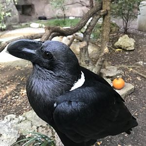 White-Necked Raven (Corvus albicollis)