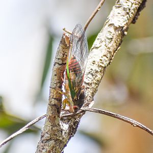Clanger (Psaltoda claripennis)