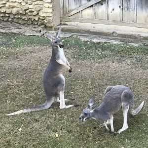 Red Kangaroo (Macropus rufus)