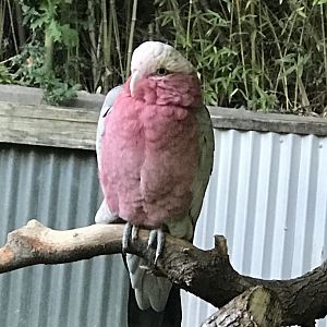 Galah (Eolophus roseicapilla)