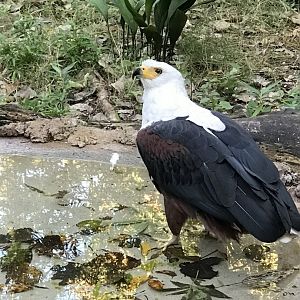 African Fish Eagle (Haliaeetus vocifer)
