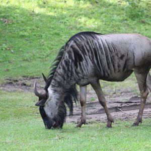 White-Bearded Wildebeest (Connochaetes taurinus sp.)