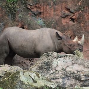 South-Central Black Rhinoceros (Diceros bicornis minor)