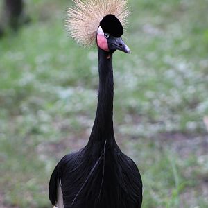 West African Crowned Crane (Balearica pavonina)