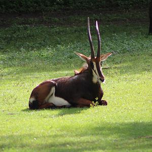 Sable Antelope (Hippotragus niger)