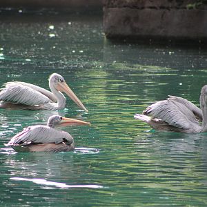 Wild Mallard (Anas platyrhynchos) and Pink-Backed Pelicans (Pelecanus rufescens)