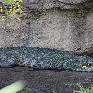 Nile Crocodile (Crocodylus niloticus)