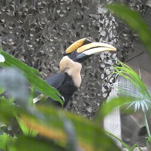 Great Indian hornbill