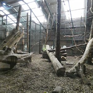 Mandrill indoor enclosure