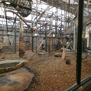 Columbian black spider monkey enclosure