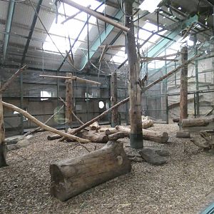 Buffy-headed capuchin indoor enclosure