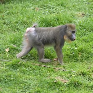 Mandrill
