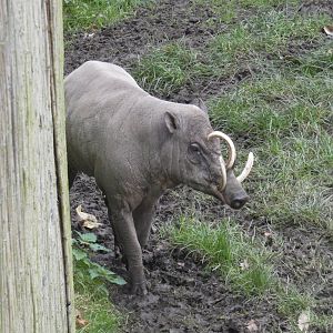 Babirusa boar