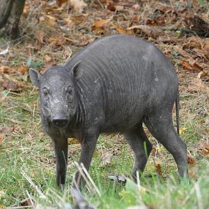 Babirusa calf