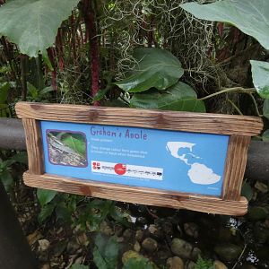 Free-roaming anole in Butterfly house signage