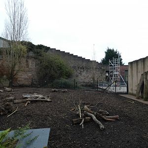 Red river hog outdoor enclosure