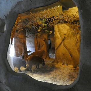 Red river hog indoor enclosure