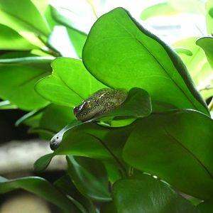 White-belly reed frog