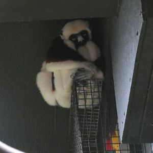 Coquerel's sifaka