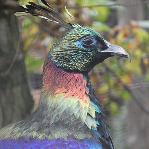 Himalayan monal