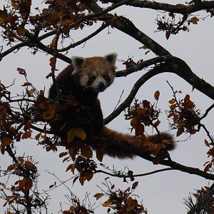 Red panda
