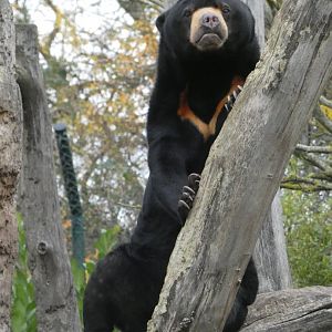 Malayan sun bear