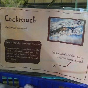 Cockroach signage