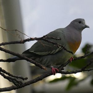 Pink-necked green pigeon