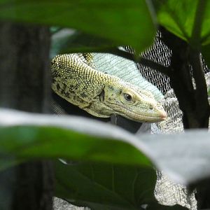 Quince monitor