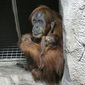 Sumatran orangutan and baby