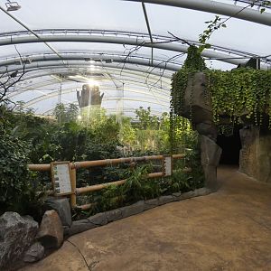 Monsoon Forest in the evening
