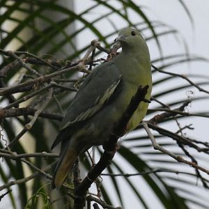 Pink-necked green pigeon female