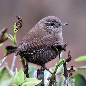 Northern wren (Troglodytes troglodytes troglodytes)