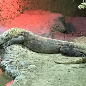 Komodo Dragon (Varanus komodoensis)