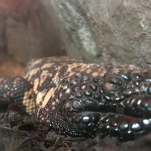 Gila Monster (Heloderma suspectum)