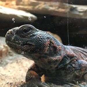 Mali Uromastyx (Uromastyx dispar maliensis)