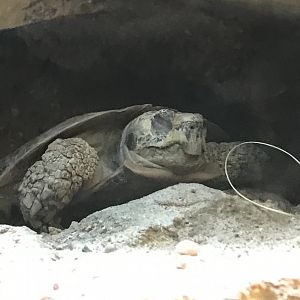 Egyptian Tortoise (Testudo kleinmanni)