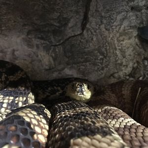 Louisiana Pine Snake (Pituophis ruthveni)