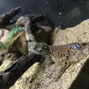 Shield Tail Agama (Xenagama taylori)