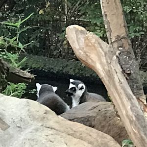 Ring-Tailed Lemur (Lemur catta)
