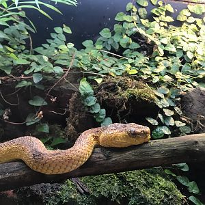 McGregor's Pit Viper (Trimeresurus mcgregori)