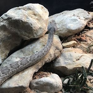 ID This Rattlesnake?