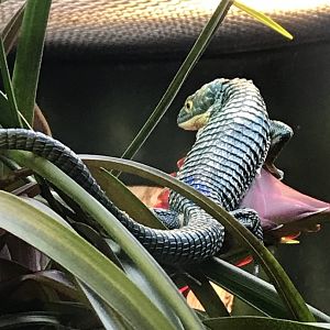 Mexican Alligator Lizard (Abronia graminea)