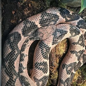 South American Bushmaster (Lachesis muta)