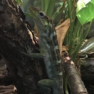 Haitian Giant Anole (Anolis ricordii)