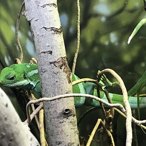 Fiji Banded Iguana (Brachylophus bulabula)